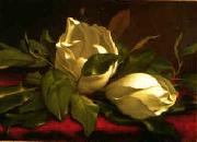 Martin Johnson Heade Magnolia hgh oil painting picture wholesale